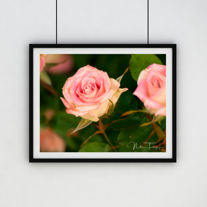 Rosa Rosada - 7074