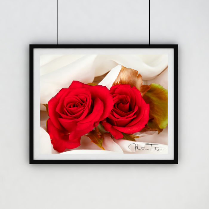Rosa Roja - 7082