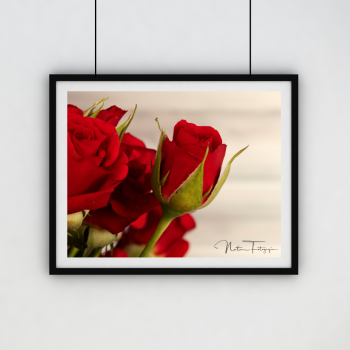 Rosa Roja - 7088