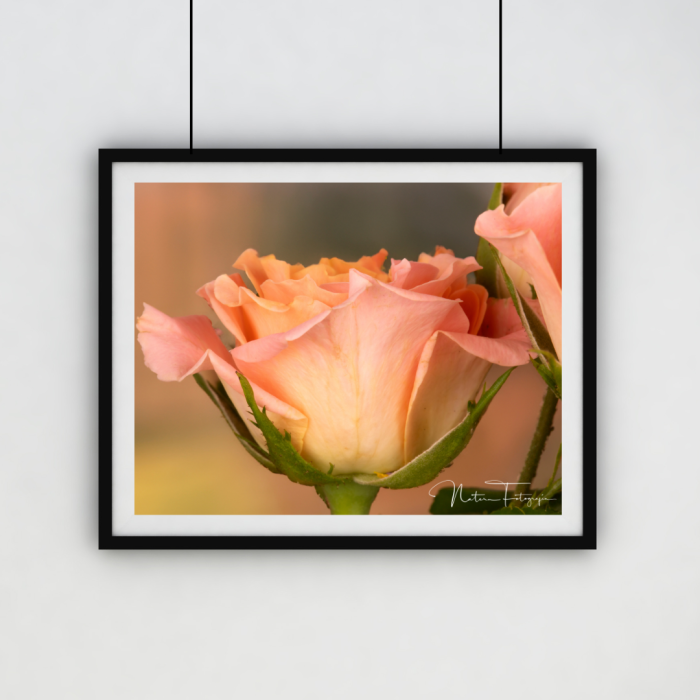 Rosa Rosada - 7101
