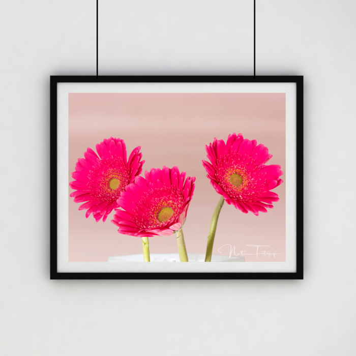 Gerbera - 7164