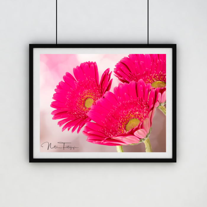 Gerbera - 7167