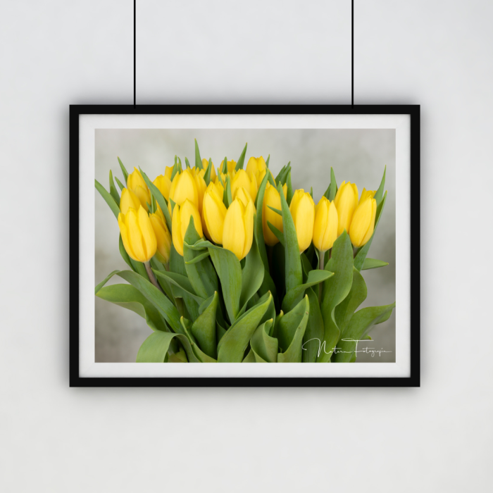 Tulipanes Amarillos - 7193 - Imagen 2