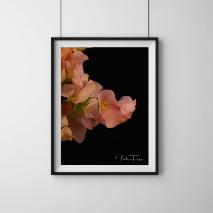Flores - 7814