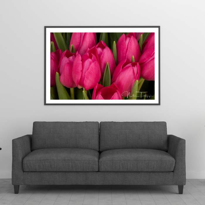 Tulipanes Rosados - 7890