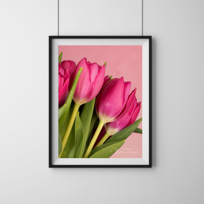 Tulipanes Rosados - 7893