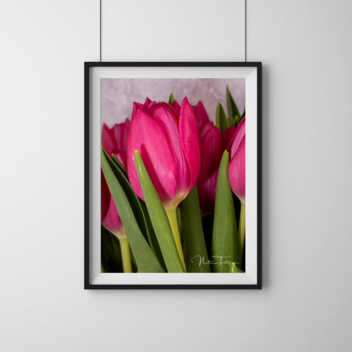 Tulipanes Rosados - 7895