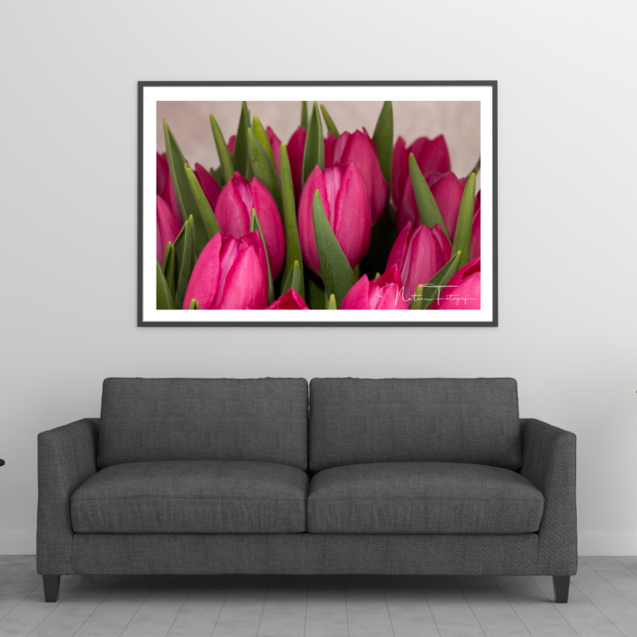 Tulipanes Rosados - 7899