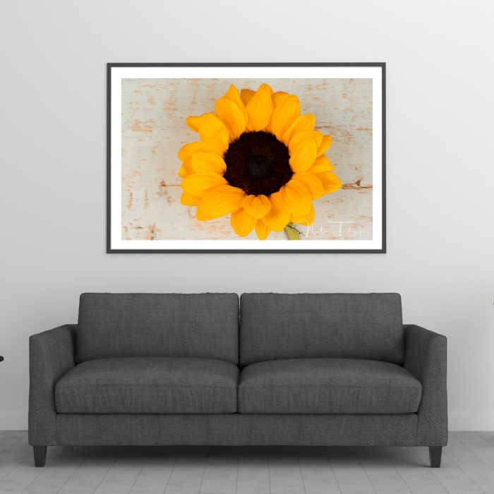 Girasol - 7922