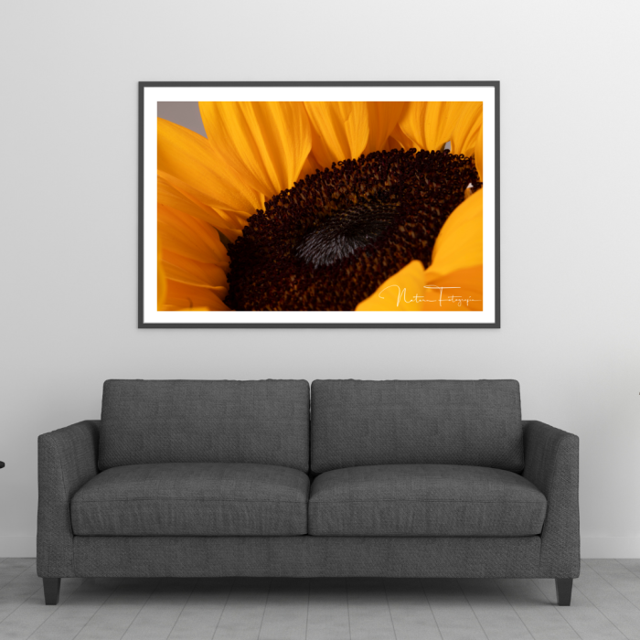 Girasol - 7943