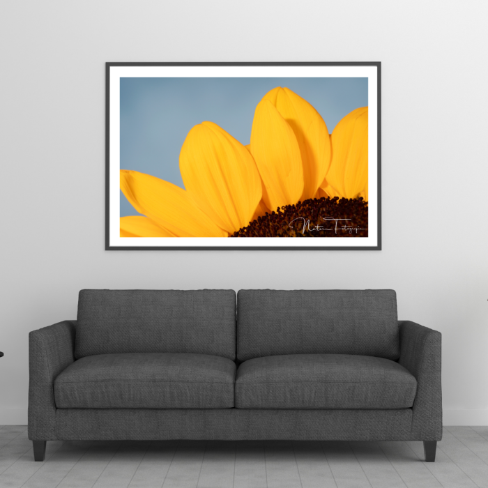 Girasol - 7948