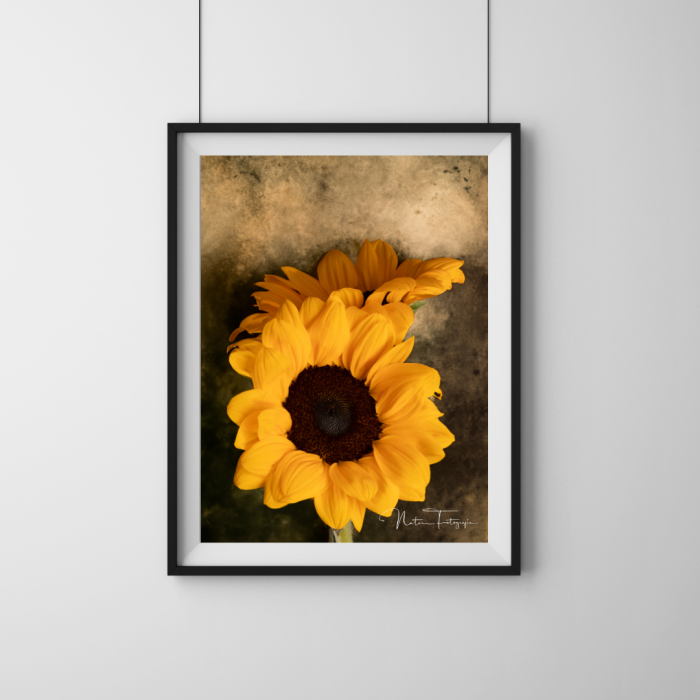 Girasoles - 7986