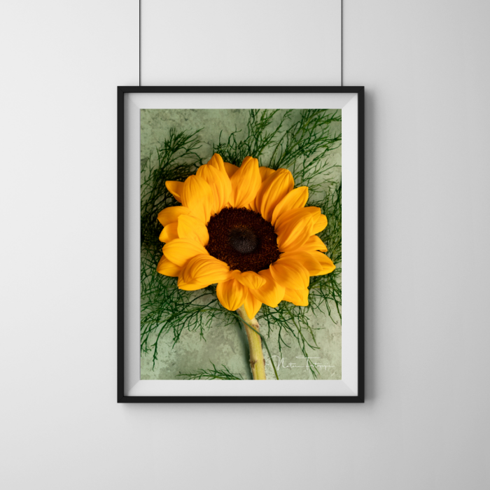 Girasoles - 7996