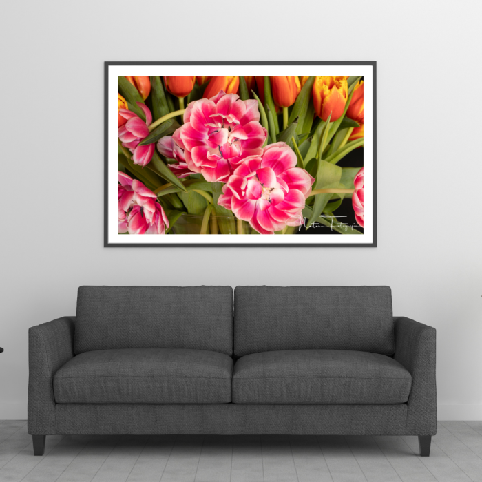 Tulipanes - 8009