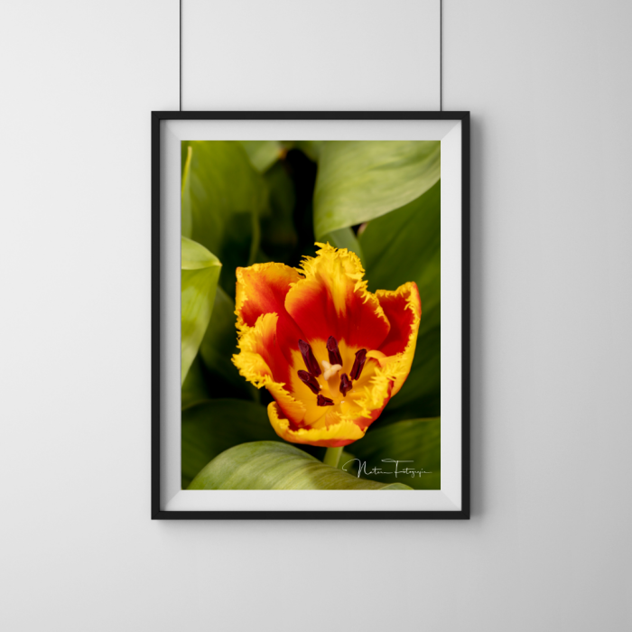 Tulipanes - 8021