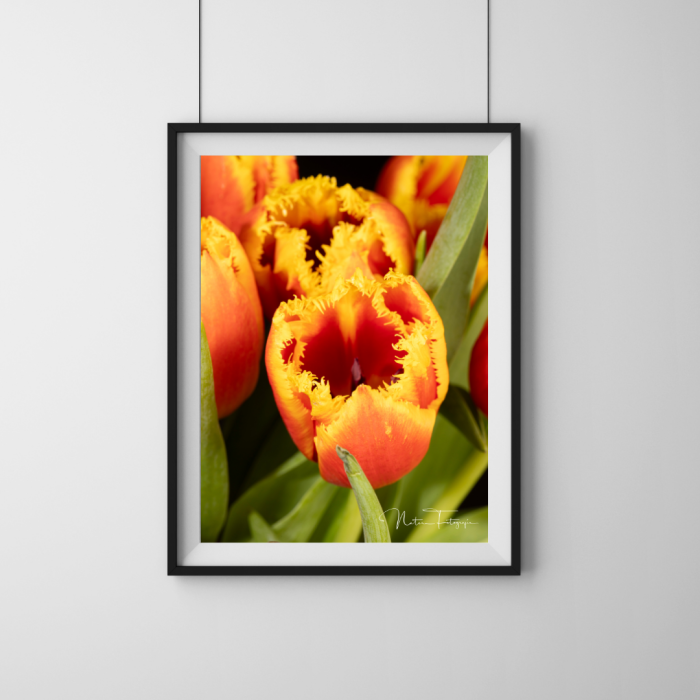 Tulipanes - 8023