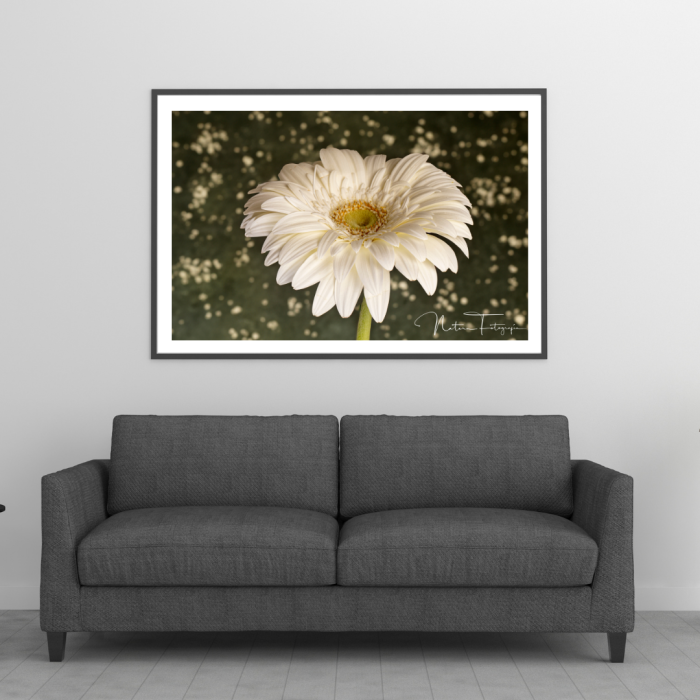 Gerbera - 8030