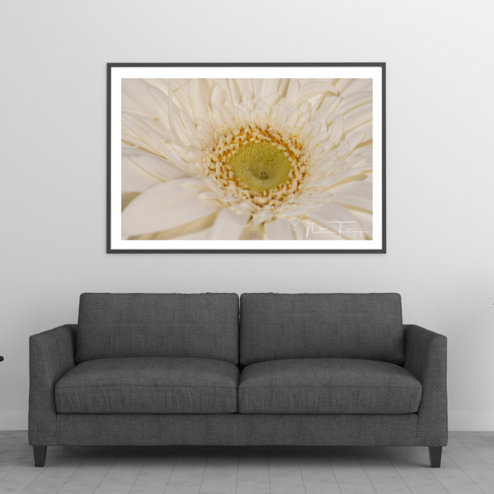Gerbera - 8033