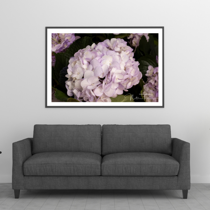Hortensia - 8034
