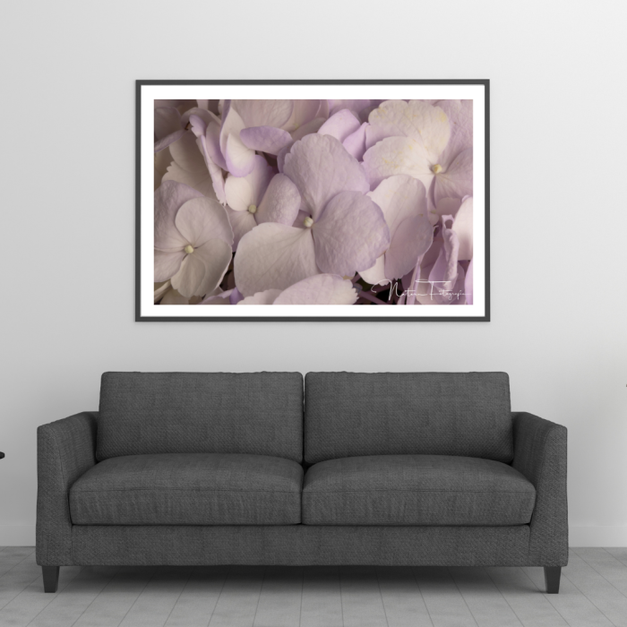 Hortensia - 8035