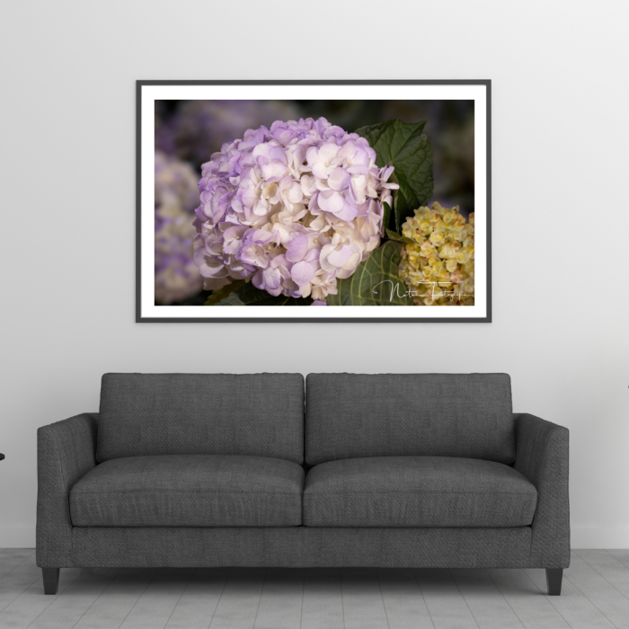 Hortensia - 8039