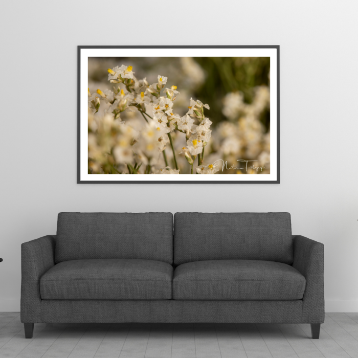 Flores - 8071