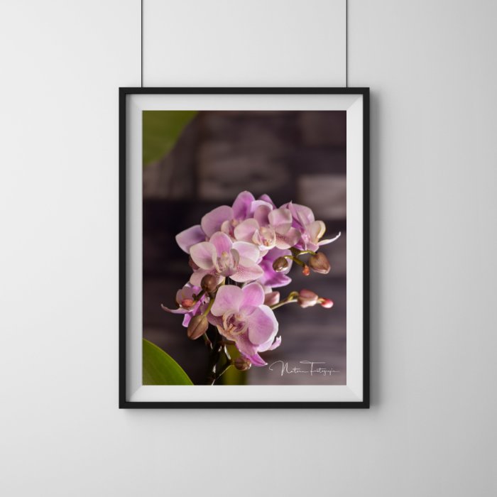 Orquídeas - 8086
