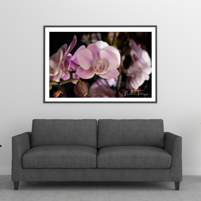 Orquídeas - 8089