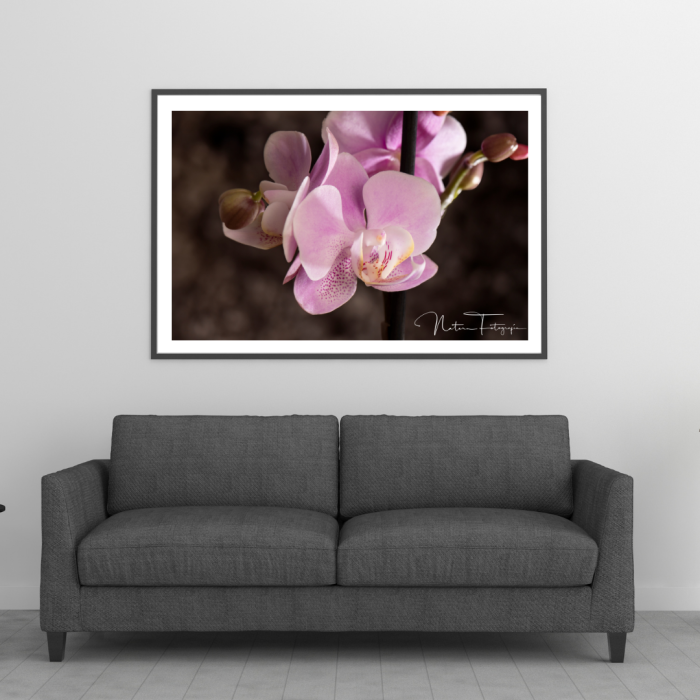 Orquídeas - 8091