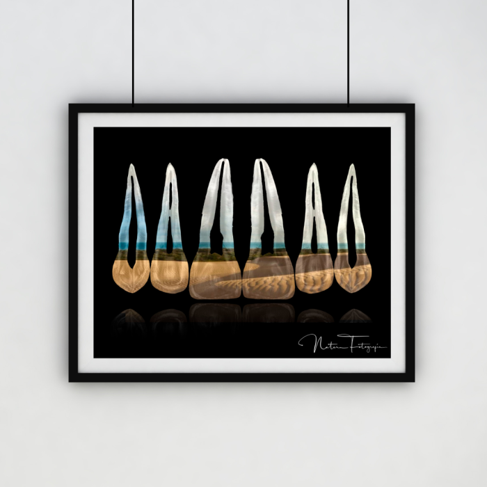 Composición de dientes. Médanos de Coro, Venezuela